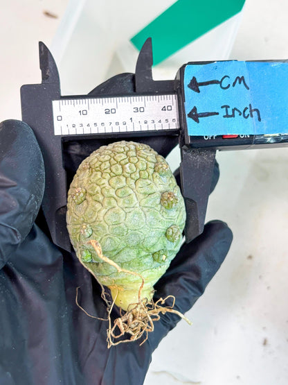 Pseudolithos Migiurtinus (g) | Rare Cactus