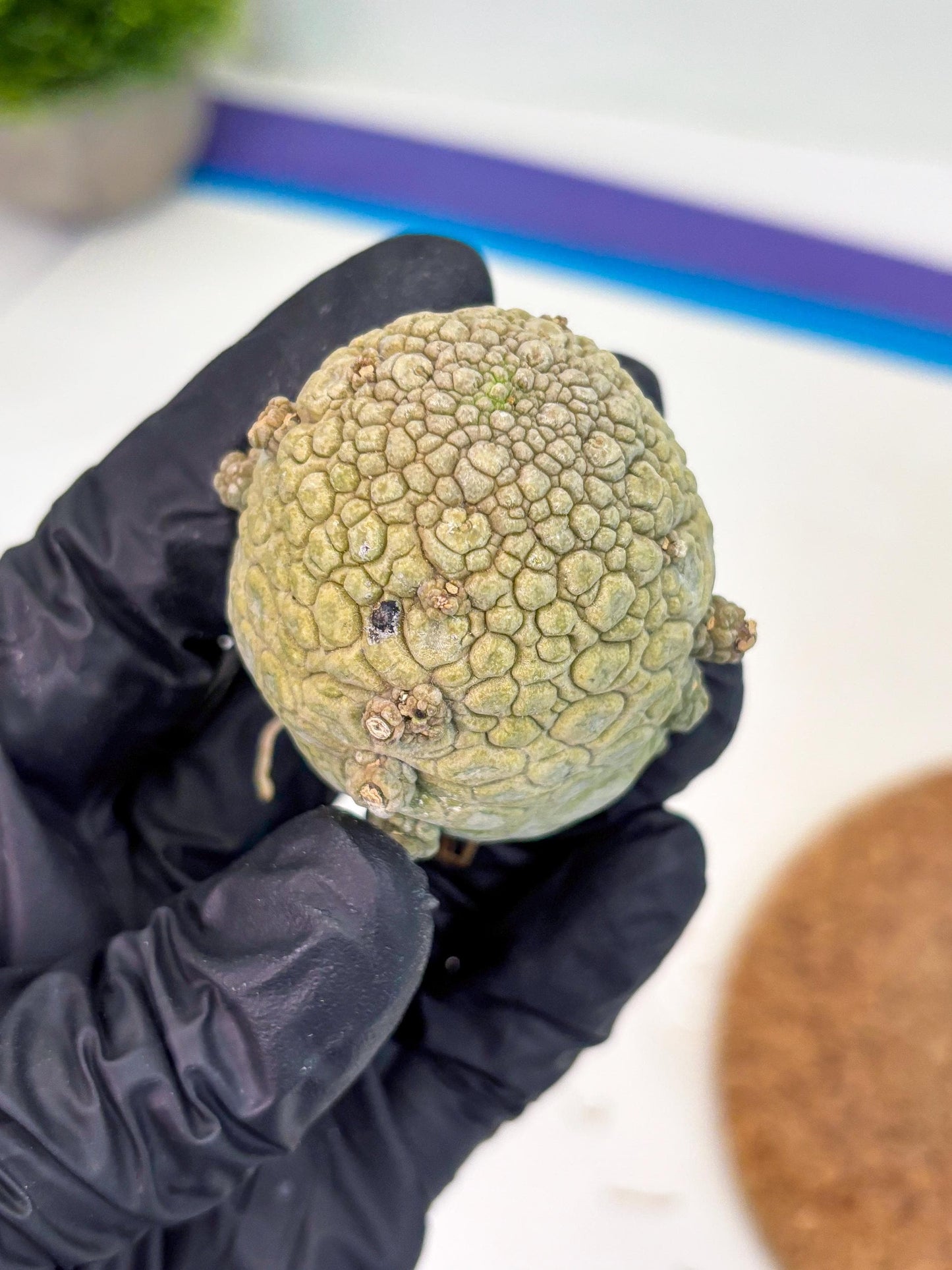 Pseudolithos Migiurtinus (g) | Rare Cactus