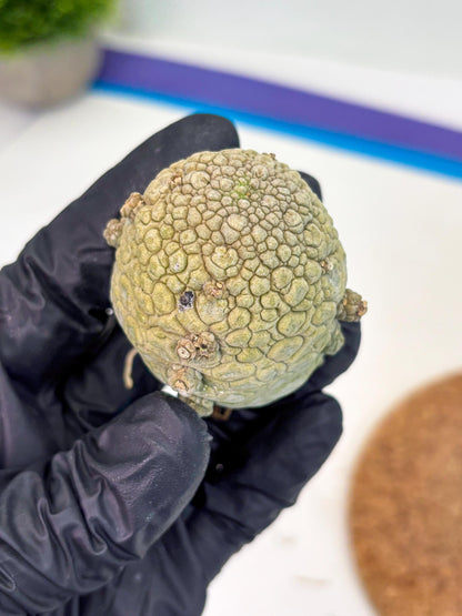 Pseudolithos Migiurtinus (g) | Rare Cactus