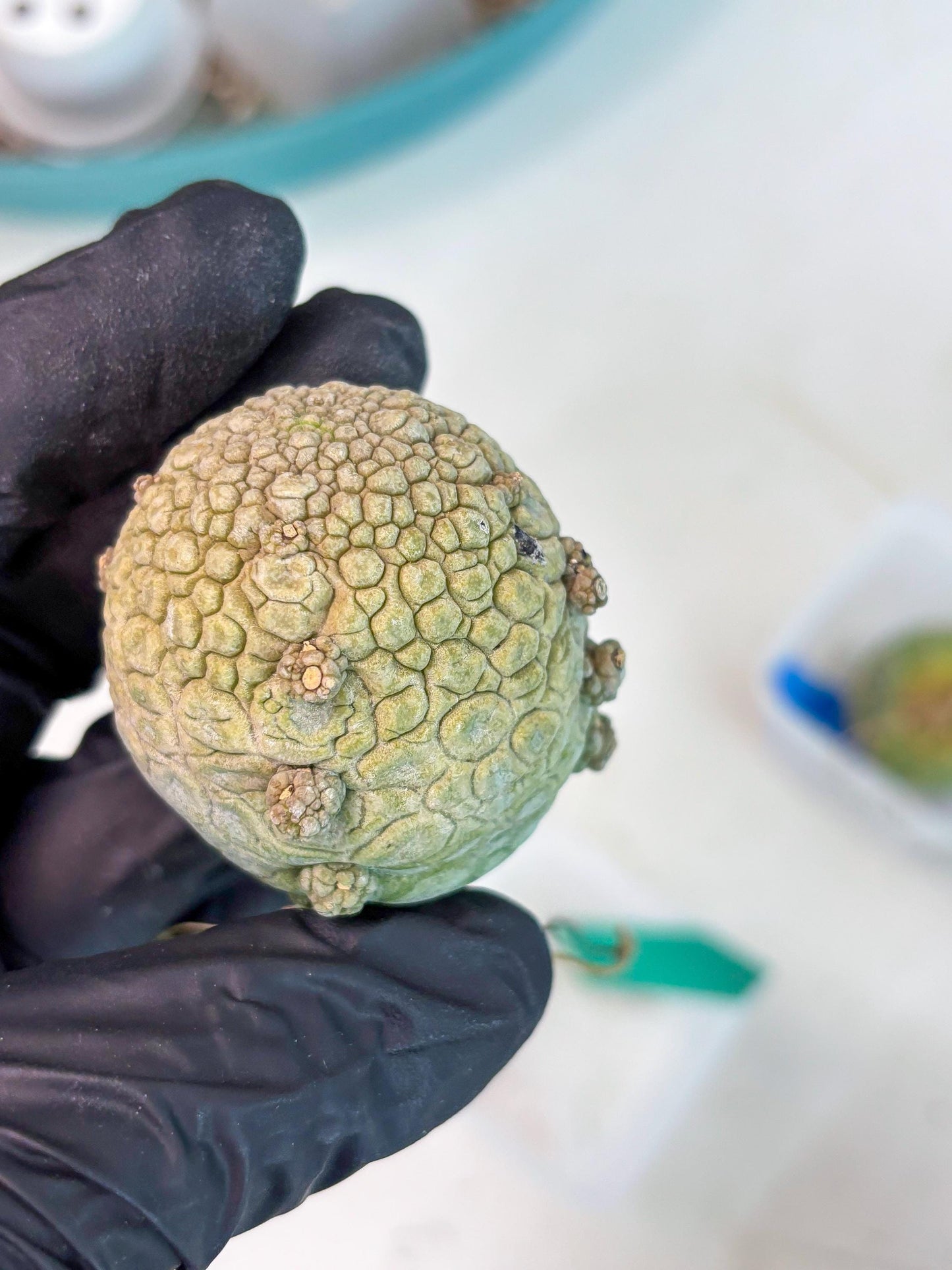 Pseudolithos Migiurtinus (g) | Rare Cactus