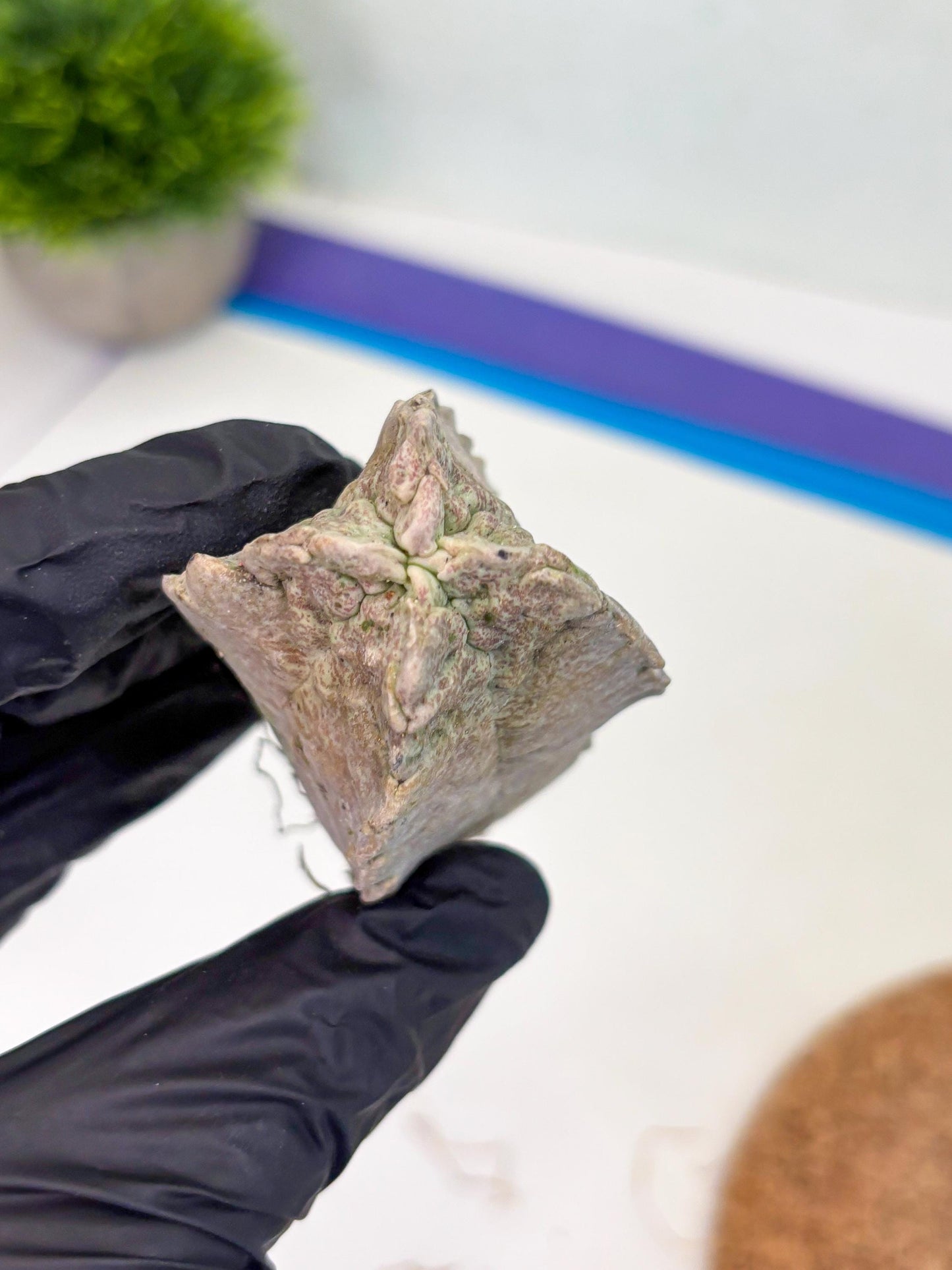 Whitesloanea crassa (y) | Rare Cactus