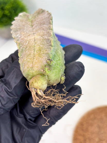 Whitesloanea crassa (y) | Rare Cactus