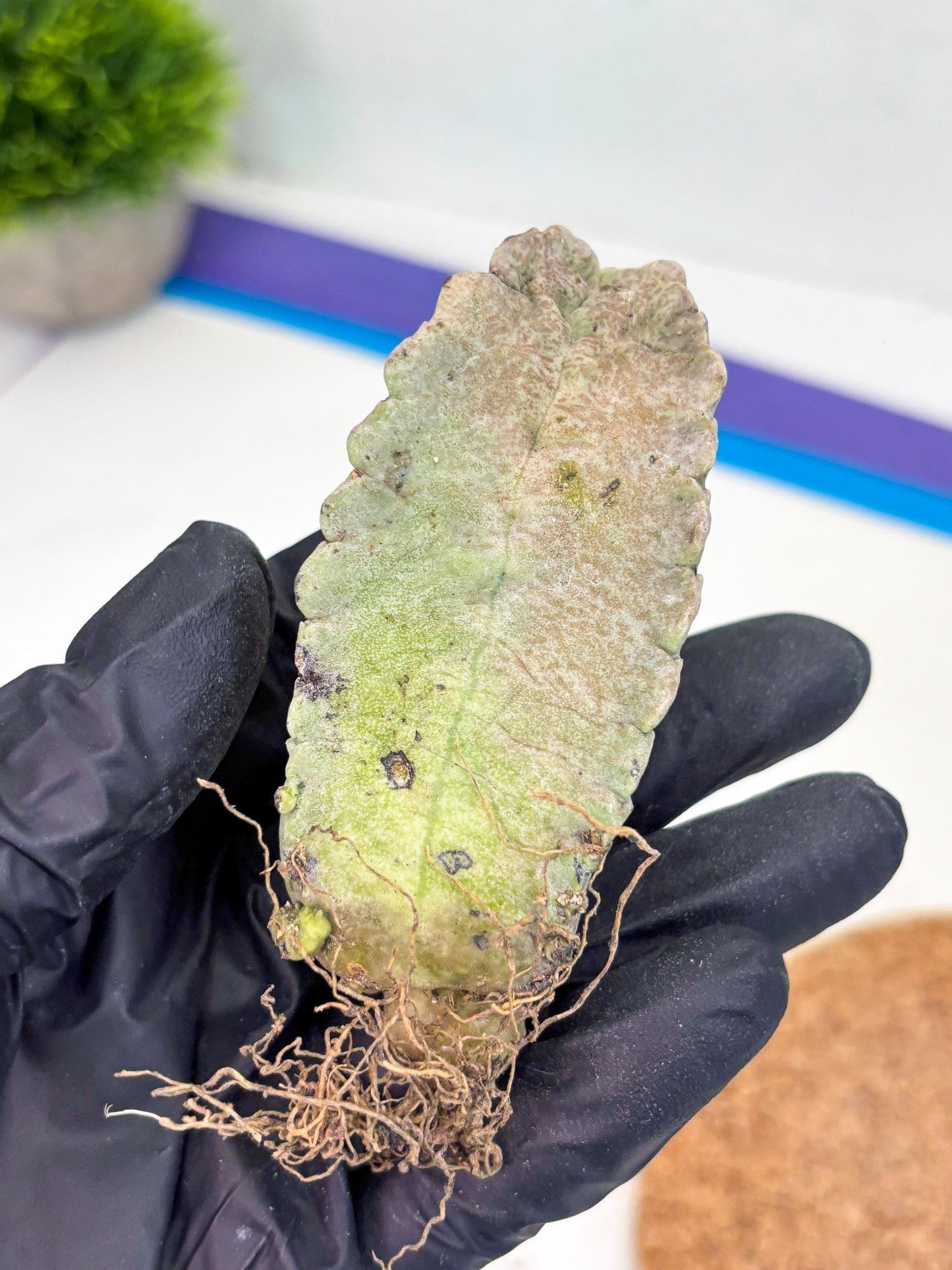 Whitesloanea crassa (y) | Rare Cactus