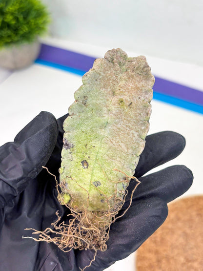 Whitesloanea crassa (y) | Rare Cactus