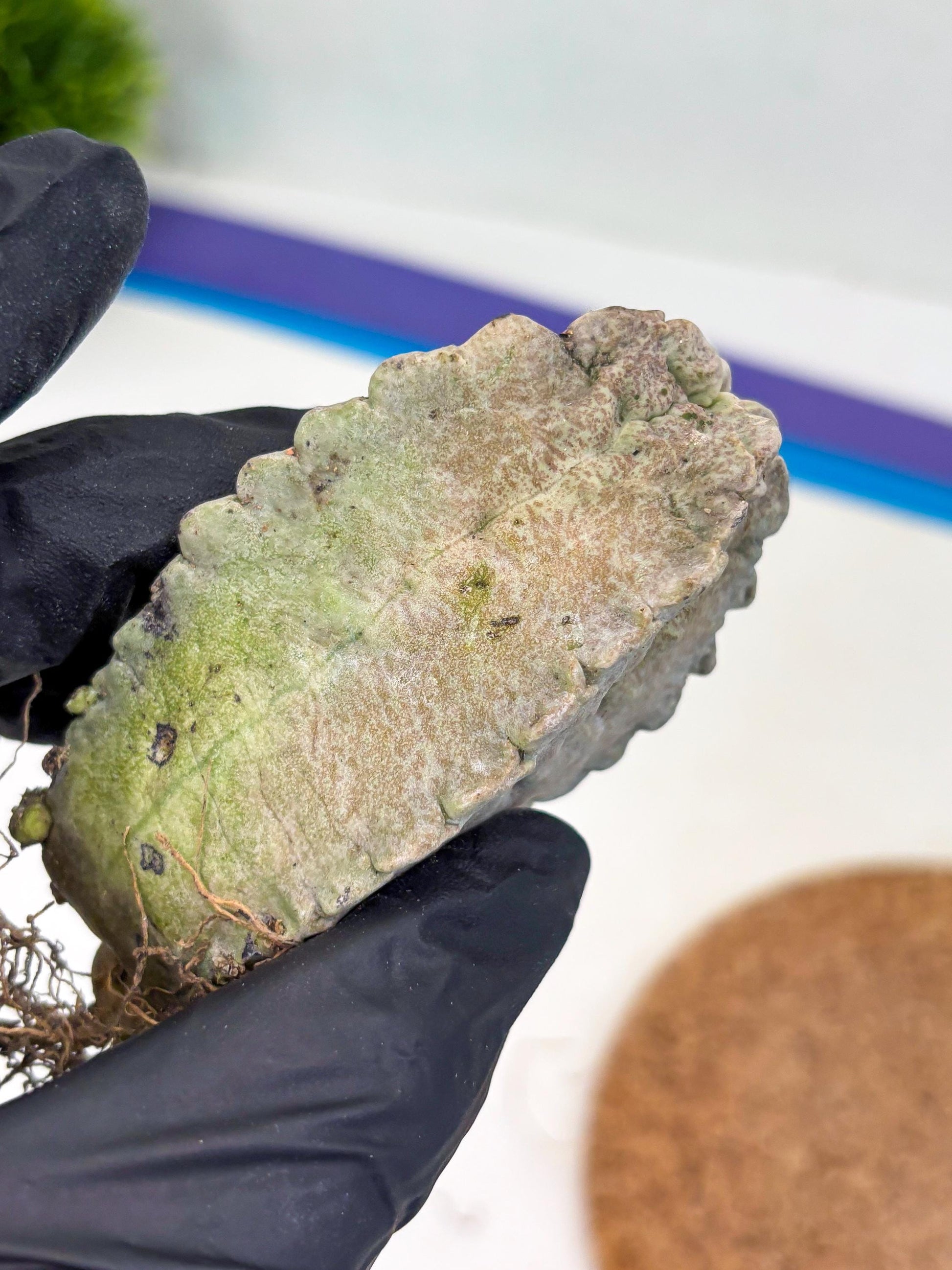 Whitesloanea crassa (y) | Rare Cactus