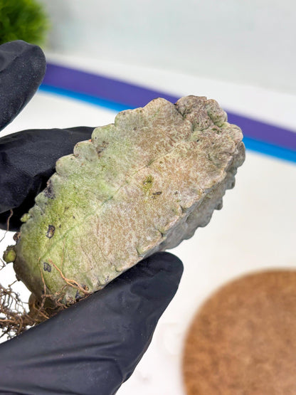 Whitesloanea crassa (y) | Rare Cactus