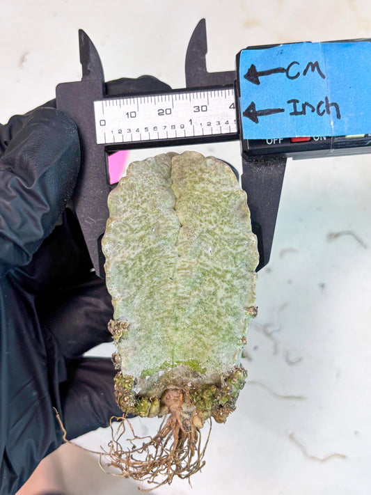 Whitesloanea crassa (p) | Rare Cactus