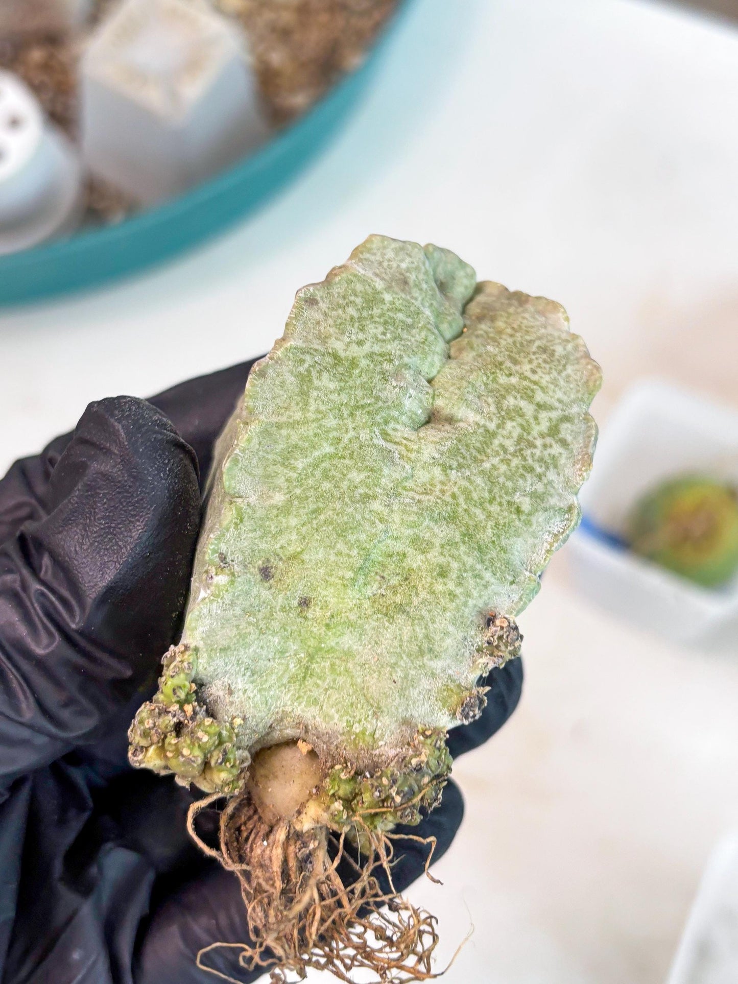 Whitesloanea crassa (p) | Rare Cactus