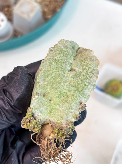 Whitesloanea crassa (p) | Rare Cactus