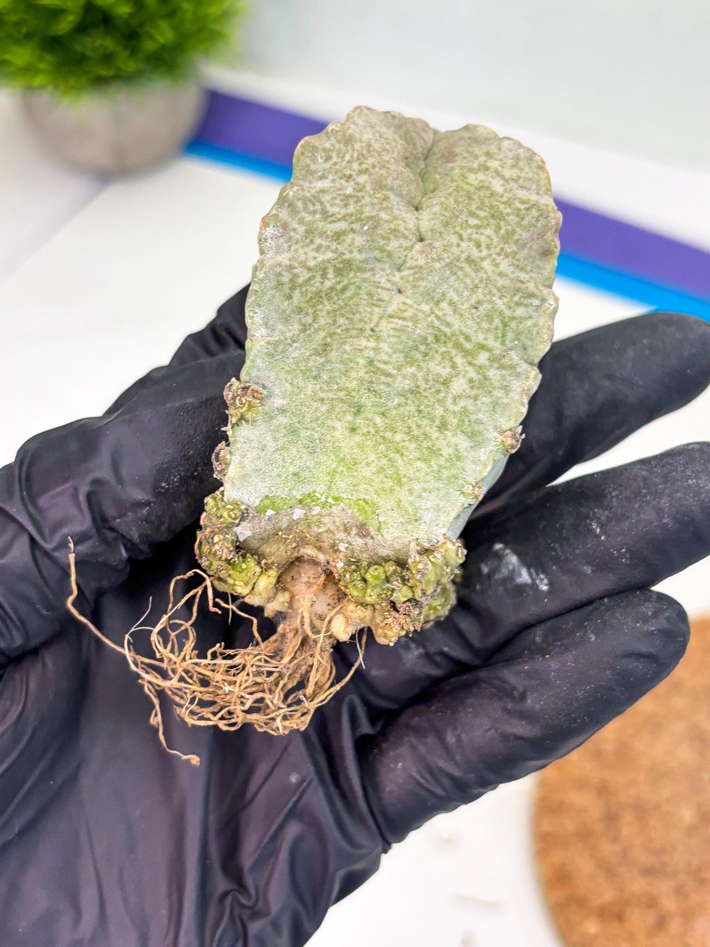 Whitesloanea crassa (p) | Rare Cactus