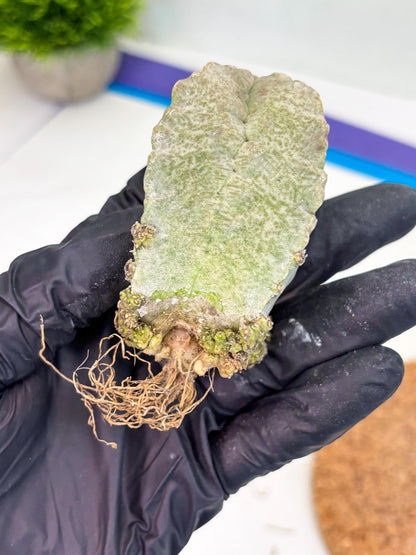 Whitesloanea crassa (p) | Rare Cactus