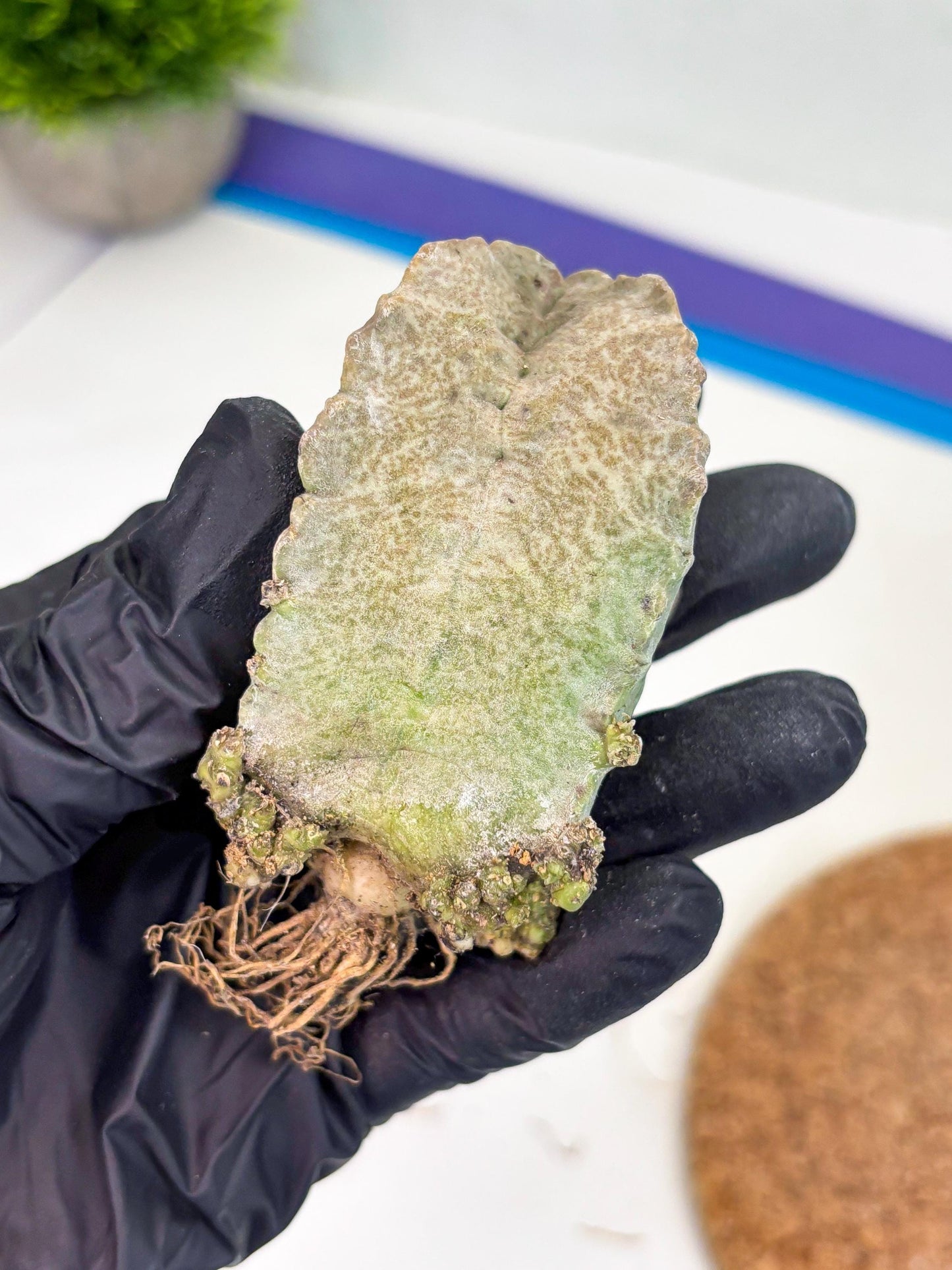 Whitesloanea crassa (p) | Rare Cactus