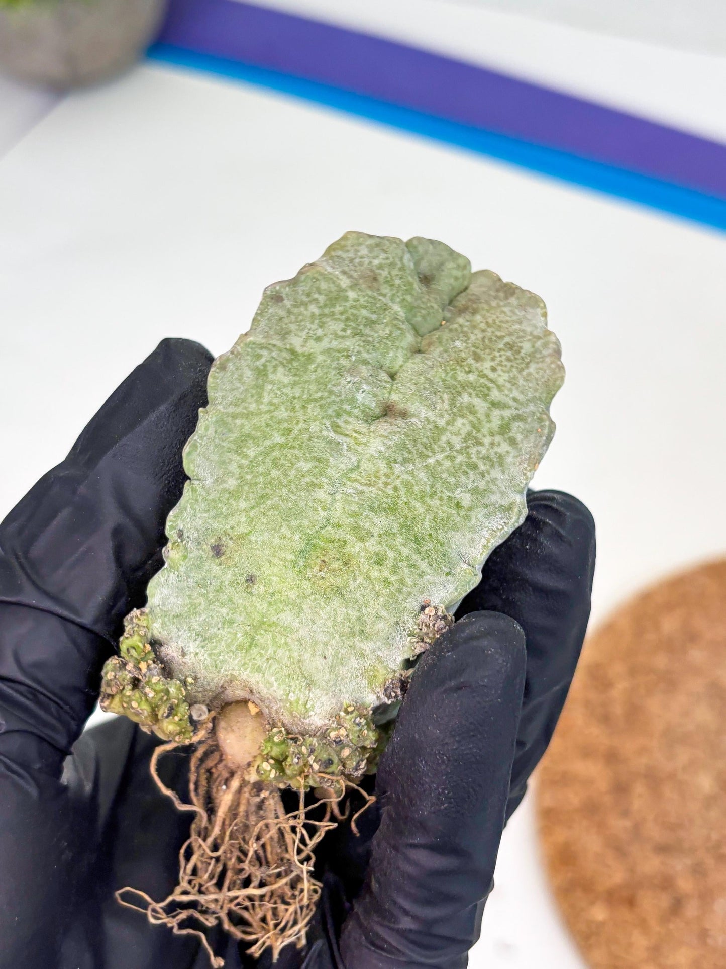 Whitesloanea crassa (p) | Rare Cactus