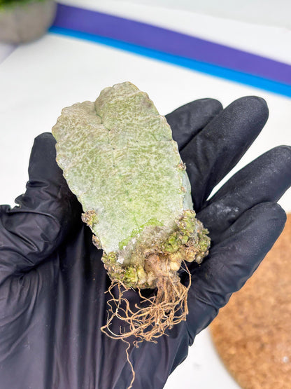 Whitesloanea crassa (p) | Rare Cactus