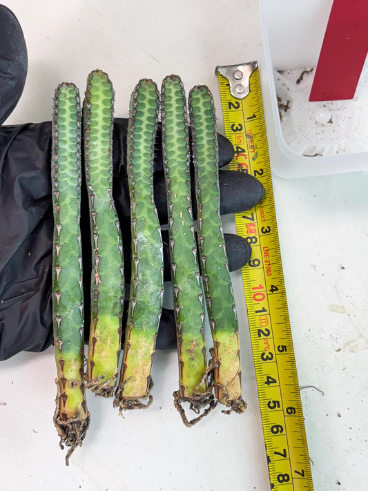 Heterochroma / Quadrangularis (r) | 1 Pot