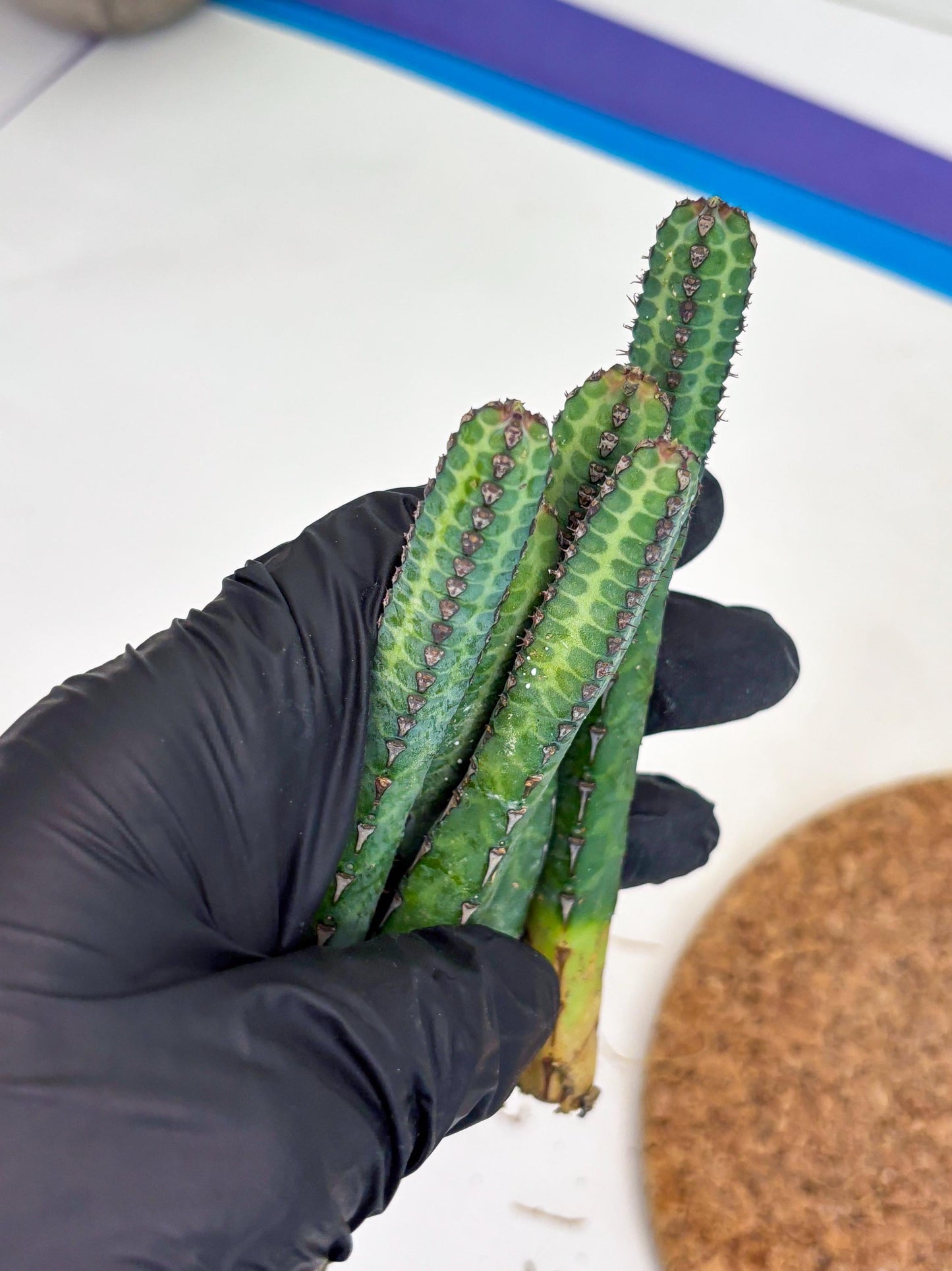 Heterochroma / Quadrangularis (r) | 1 Pot