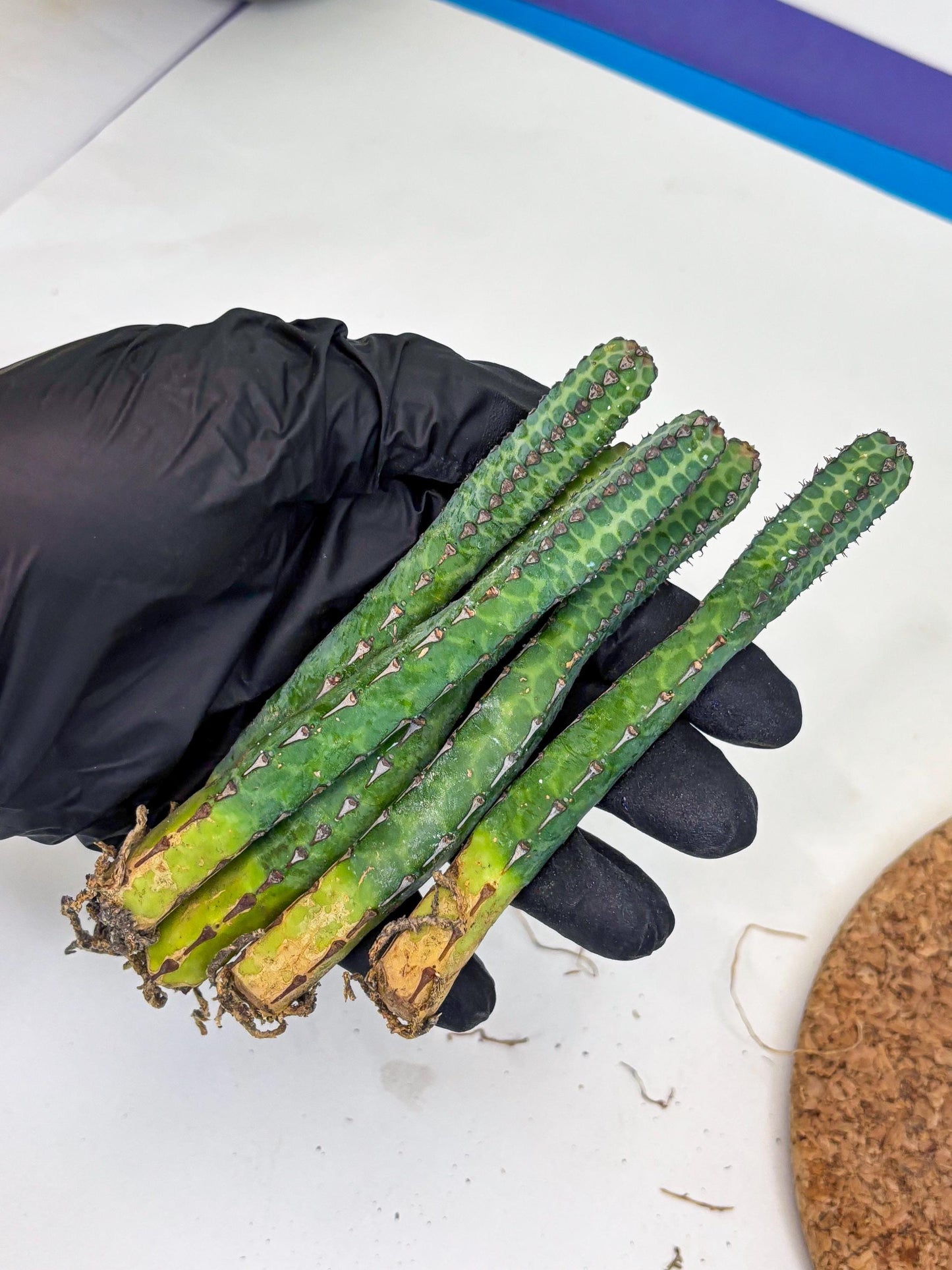 Heterochroma / Quadrangularis (r) | 1 Pot