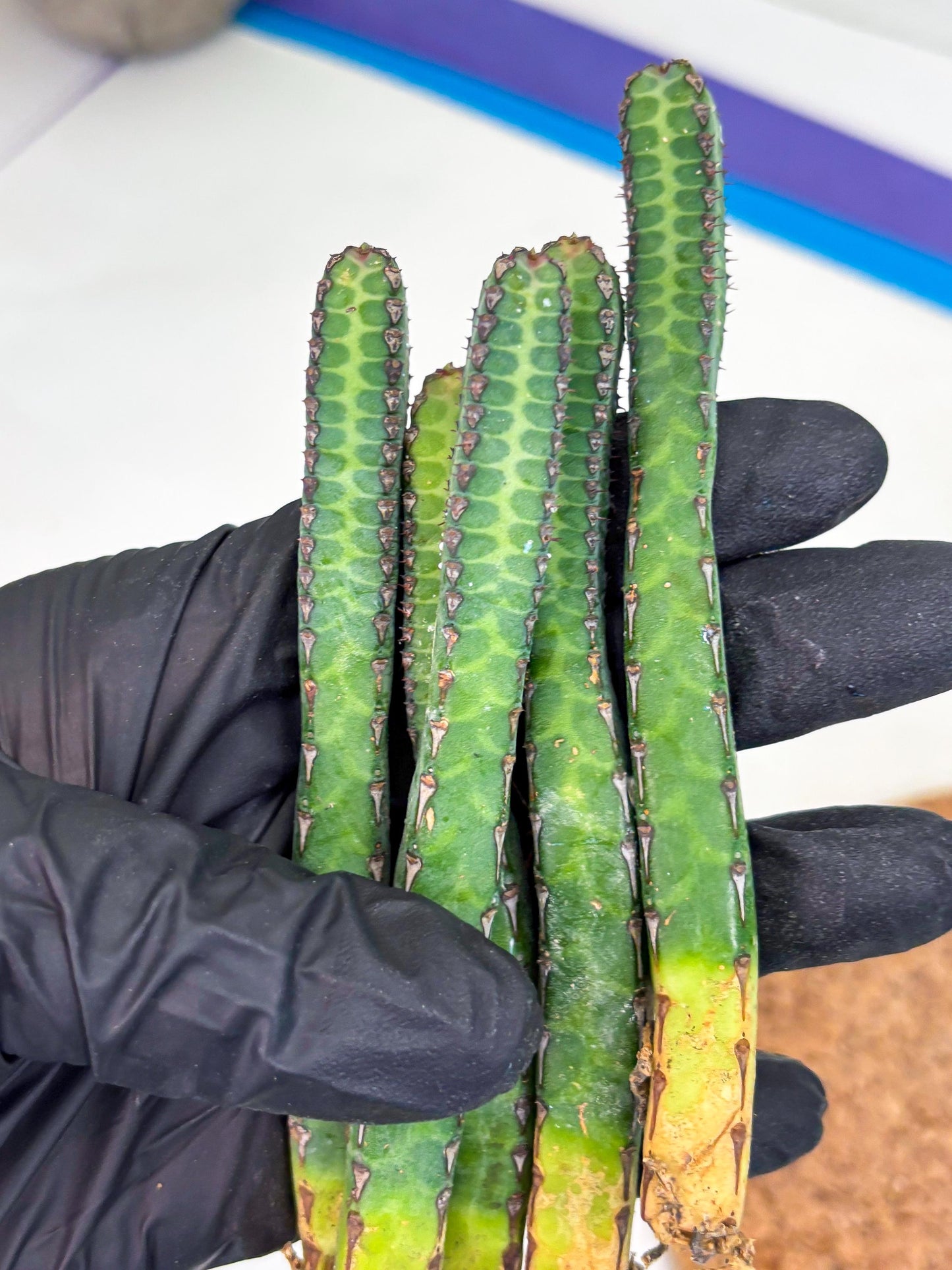 Heterochroma / Quadrangularis (r) | 1 Pot