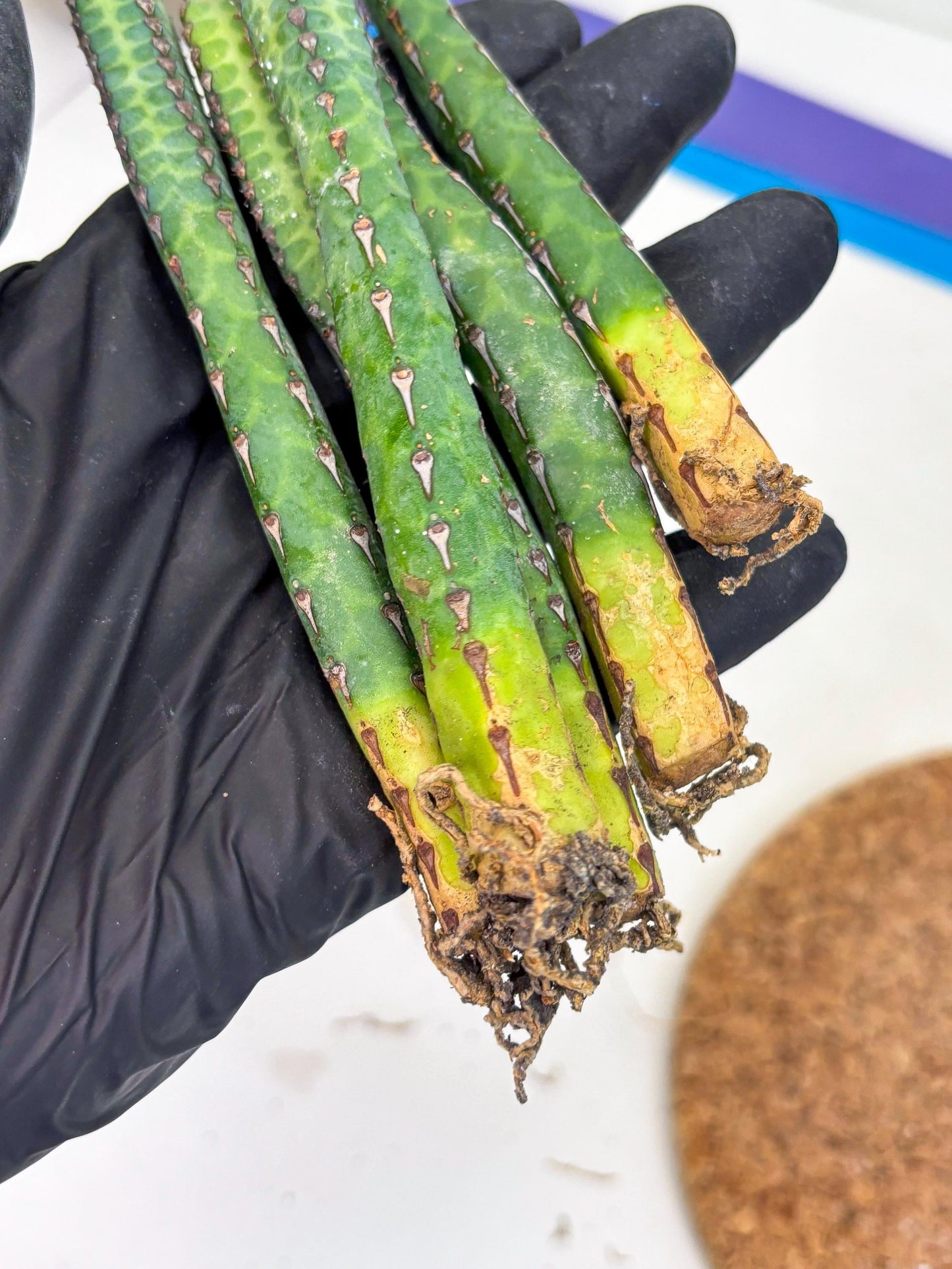 Heterochroma / Quadrangularis (r) | 1 Pot