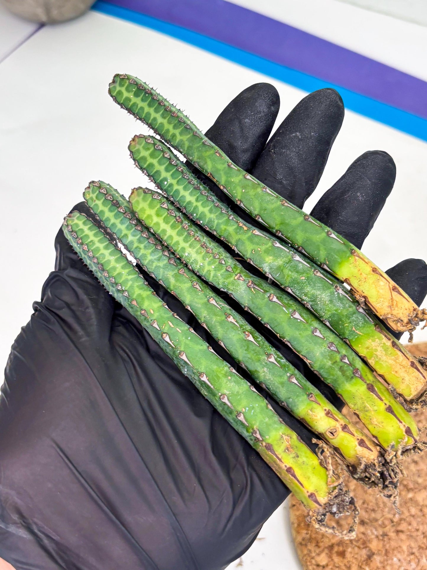 Heterochroma / Quadrangularis (r) | 1 Pot