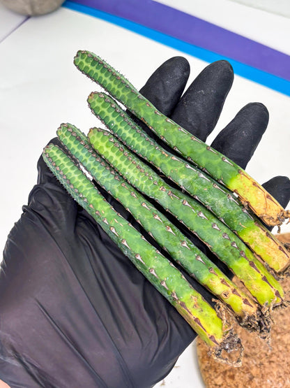 Heterochroma / Quadrangularis (r) | 1 Pot