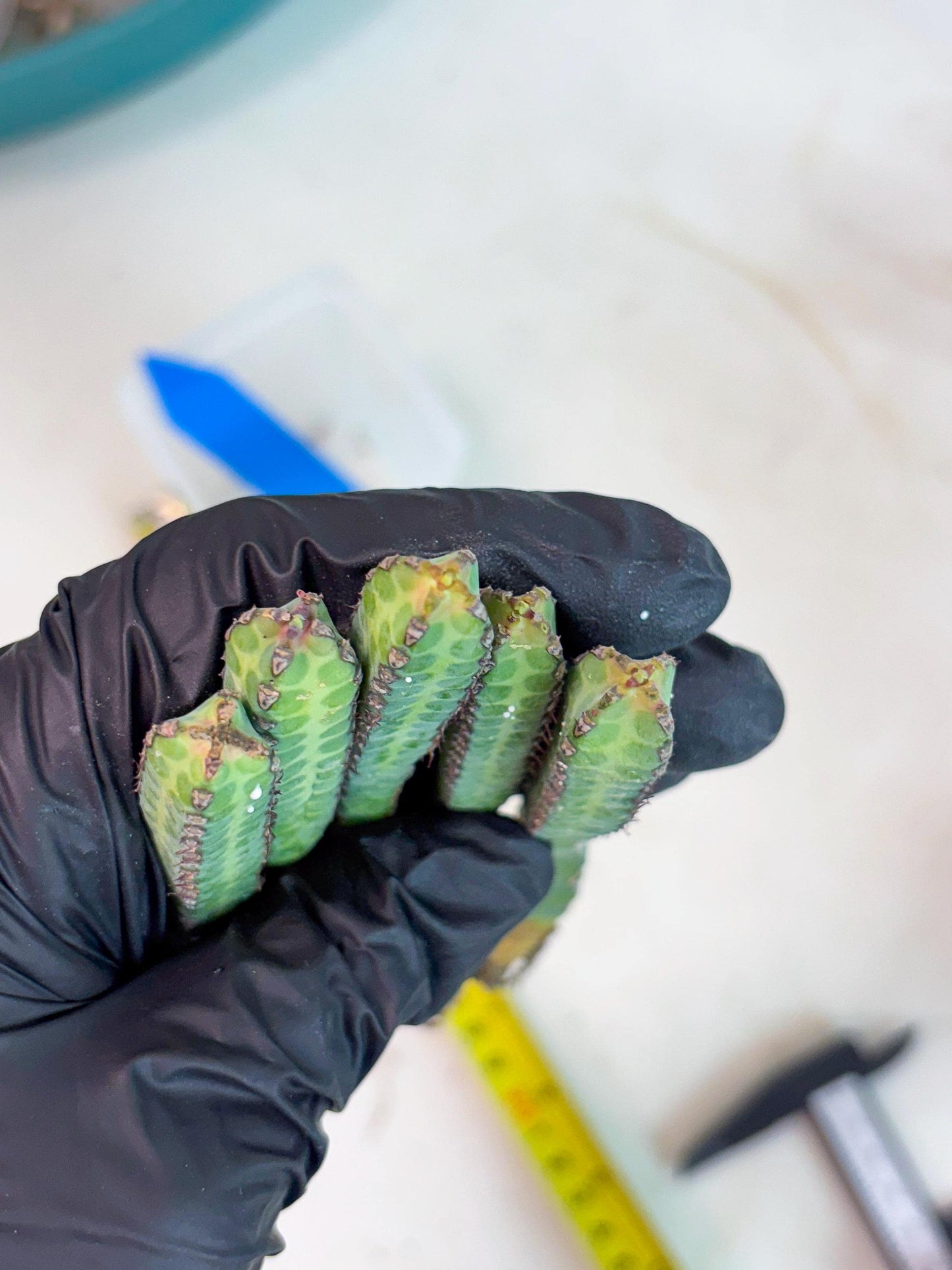 Heterochroma / Quadrangularis (b) | 1 Pot