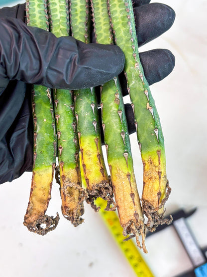 Heterochroma / Quadrangularis (b) | 1 Pot