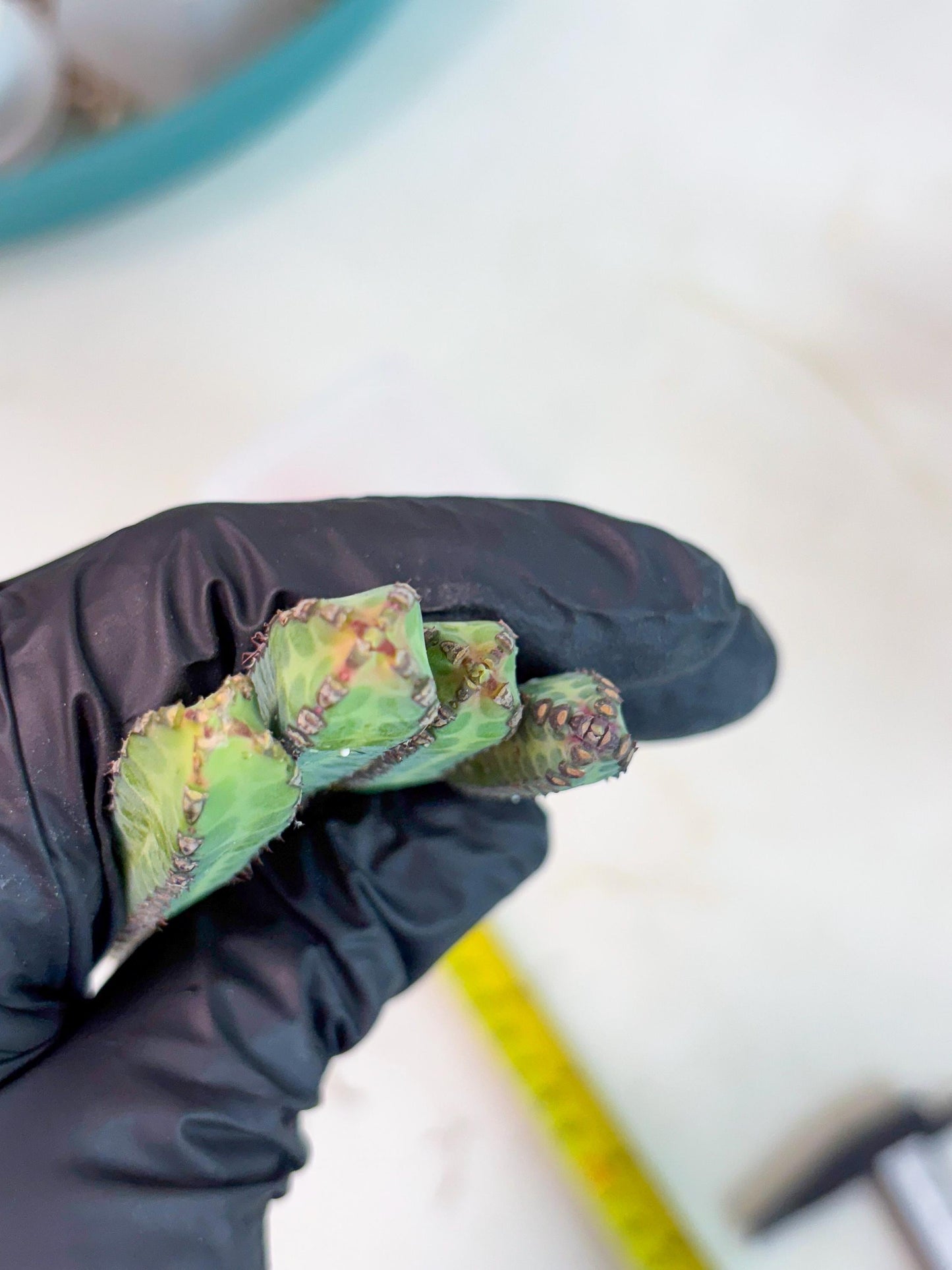 Heterochroma / Quadrangularis (p) | 1 Pot