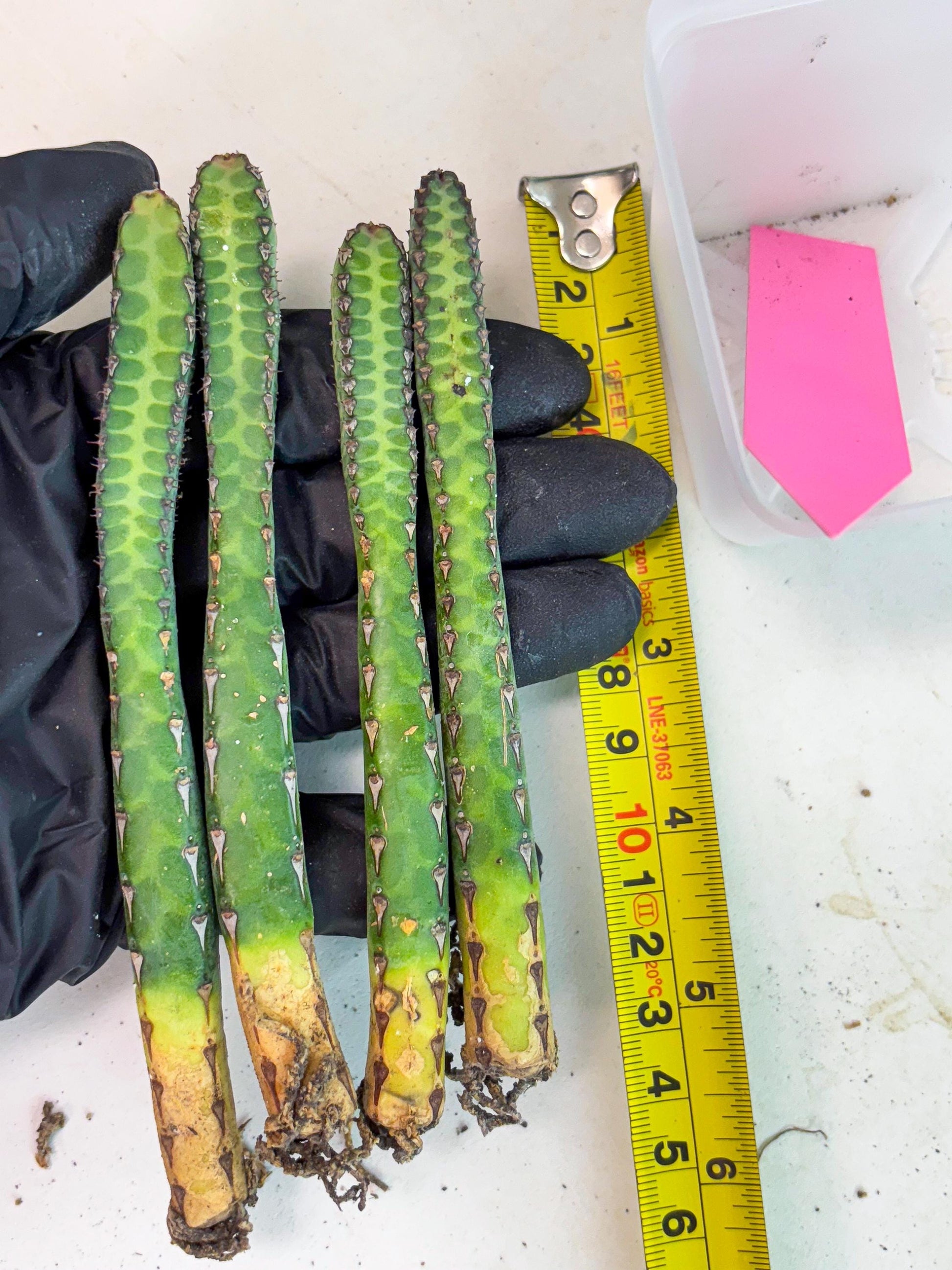 Heterochroma / Quadrangularis (p) | 1 Pot