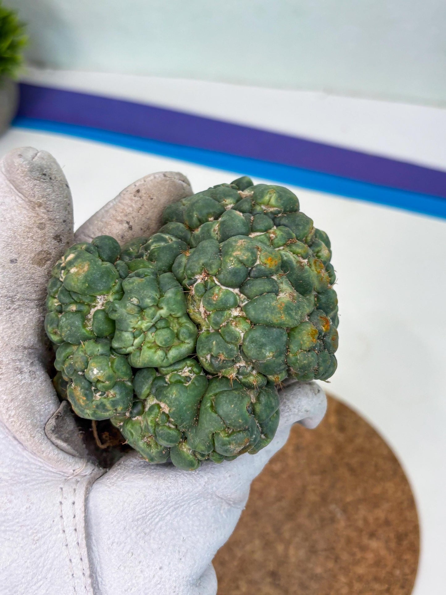 Coryphantha Elephantidens Cristata (p) | Rare Cactus