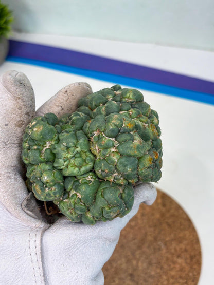 Coryphantha Elephantidens Cristata (p) | Rare Cactus