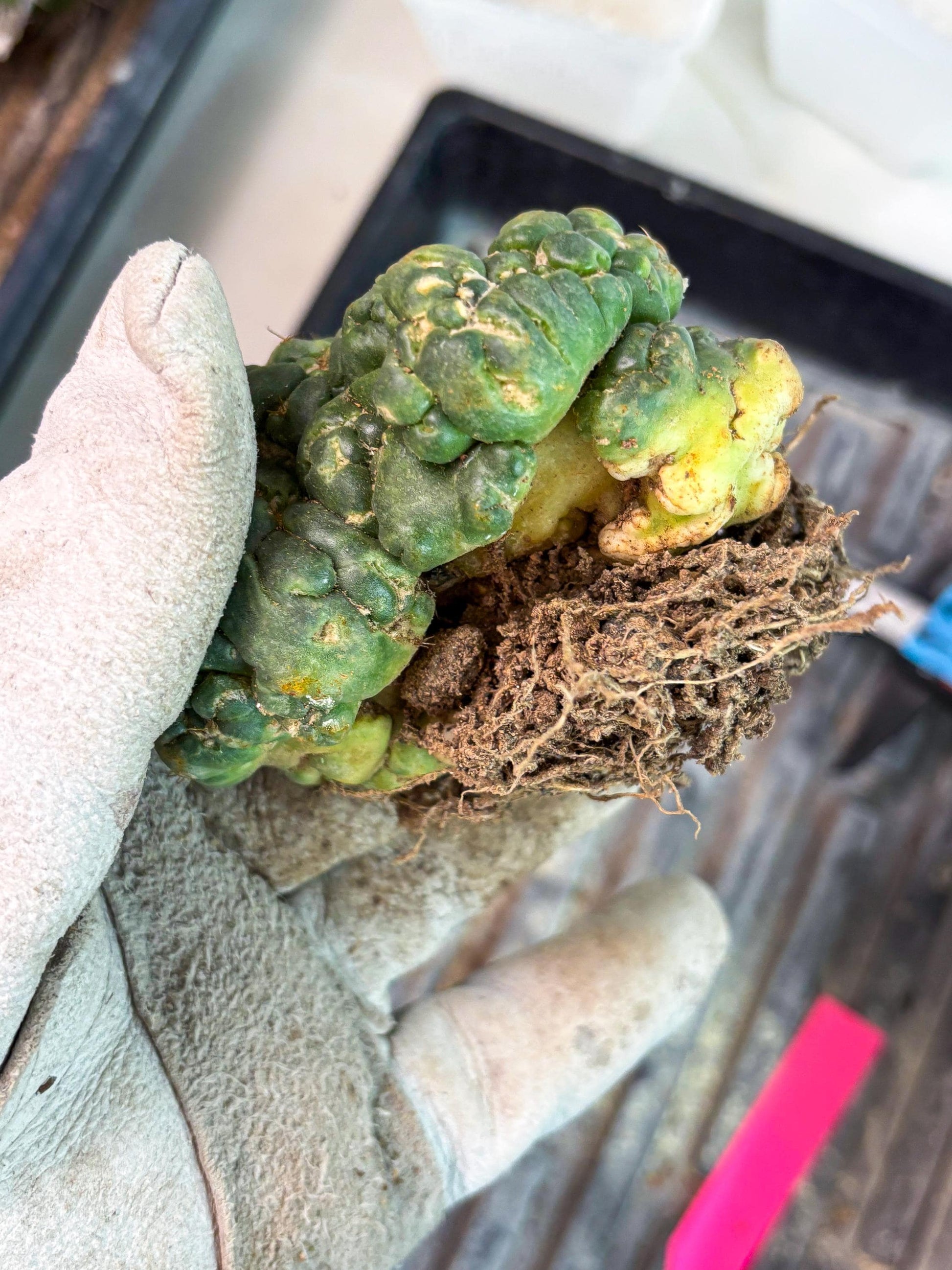 Coryphantha Elephantidens Cristata (p) | Rare Cactus