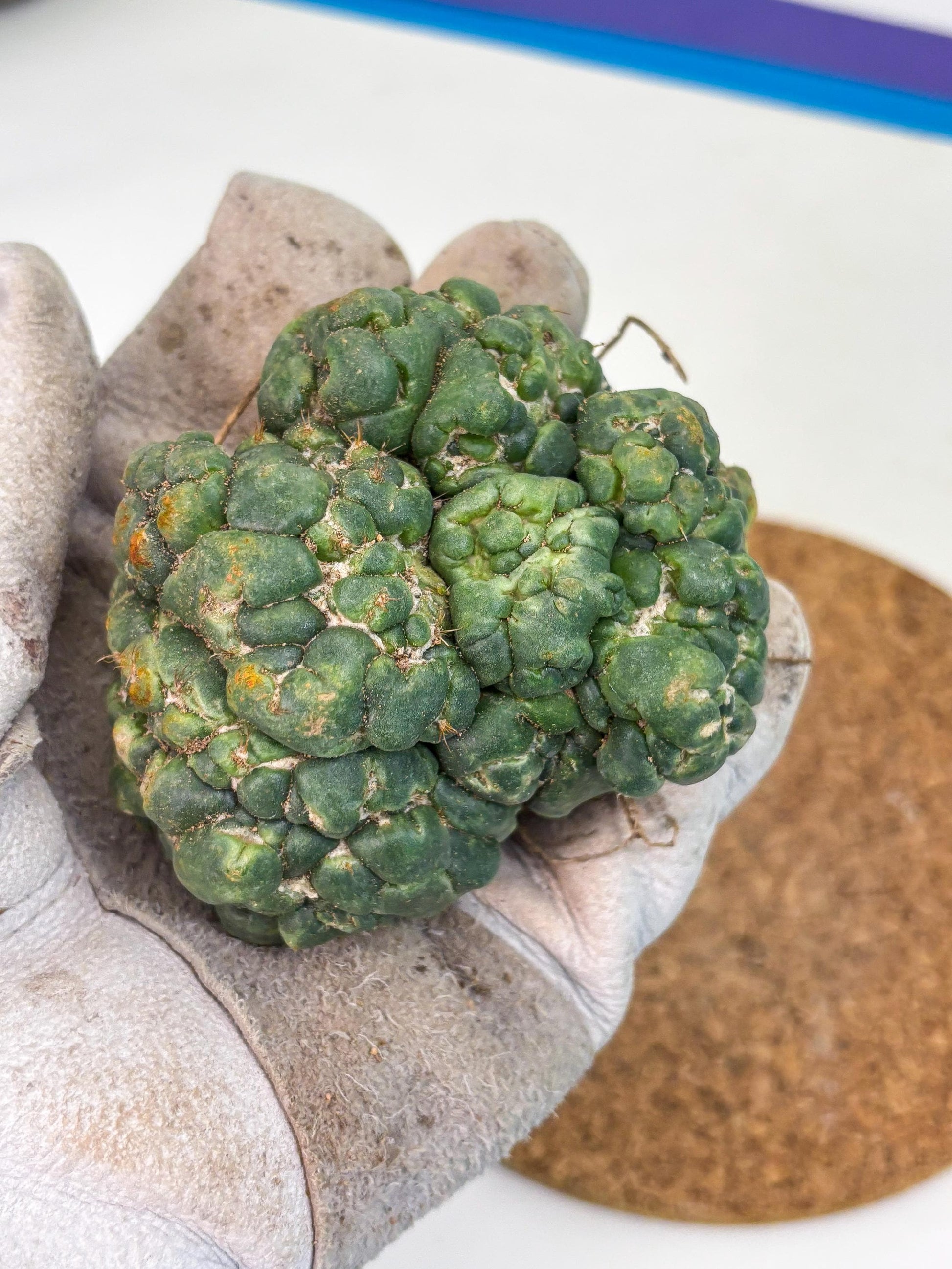 Coryphantha Elephantidens Cristata (p) | Rare Cactus