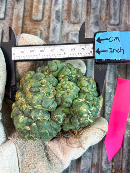 Coryphantha Elephantidens Cristata (p) | Rare Cactus