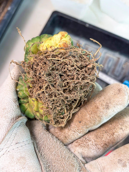 Coryphantha Elephantidens Cristata (p) | Rare Cactus