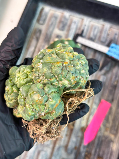 Coryphantha Elephantidens Cristata (p) | Rare Cactus