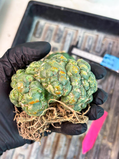 Coryphantha Elephantidens Cristata (p) | Rare Cactus