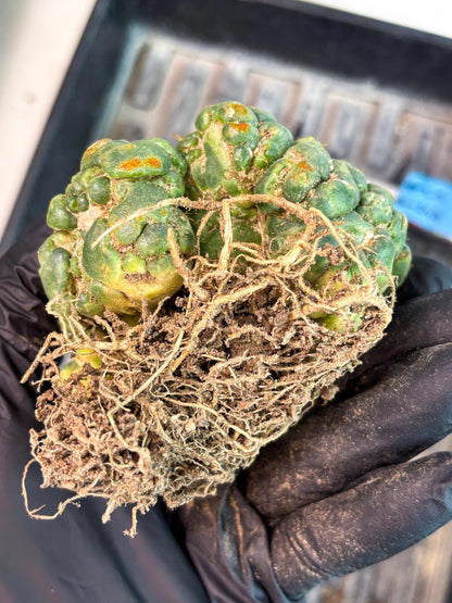 Coryphantha Elephantidens Cristata (p) | Rare Cactus