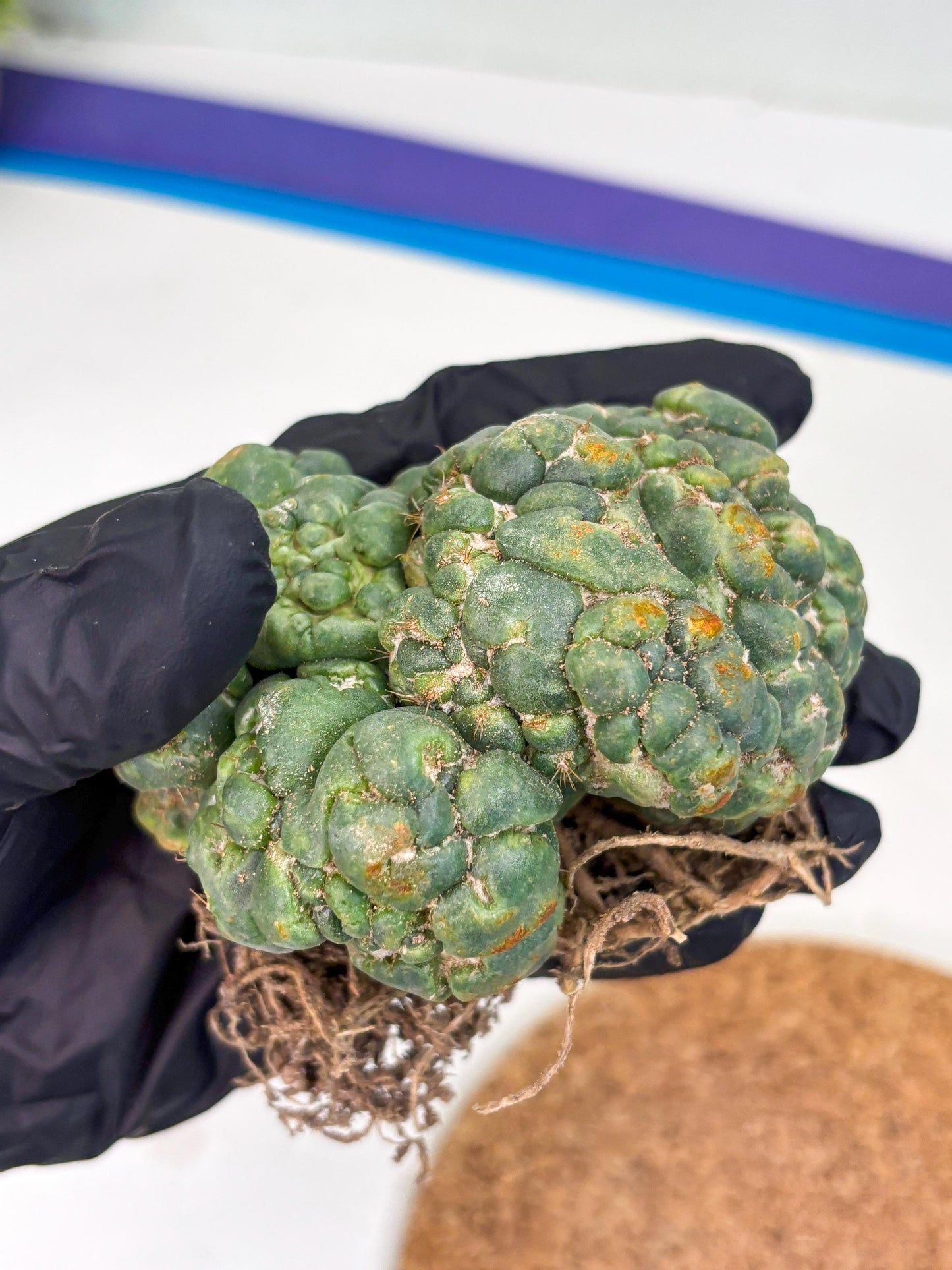 Coryphantha Elephantidens Cristata (p) | Rare Cactus