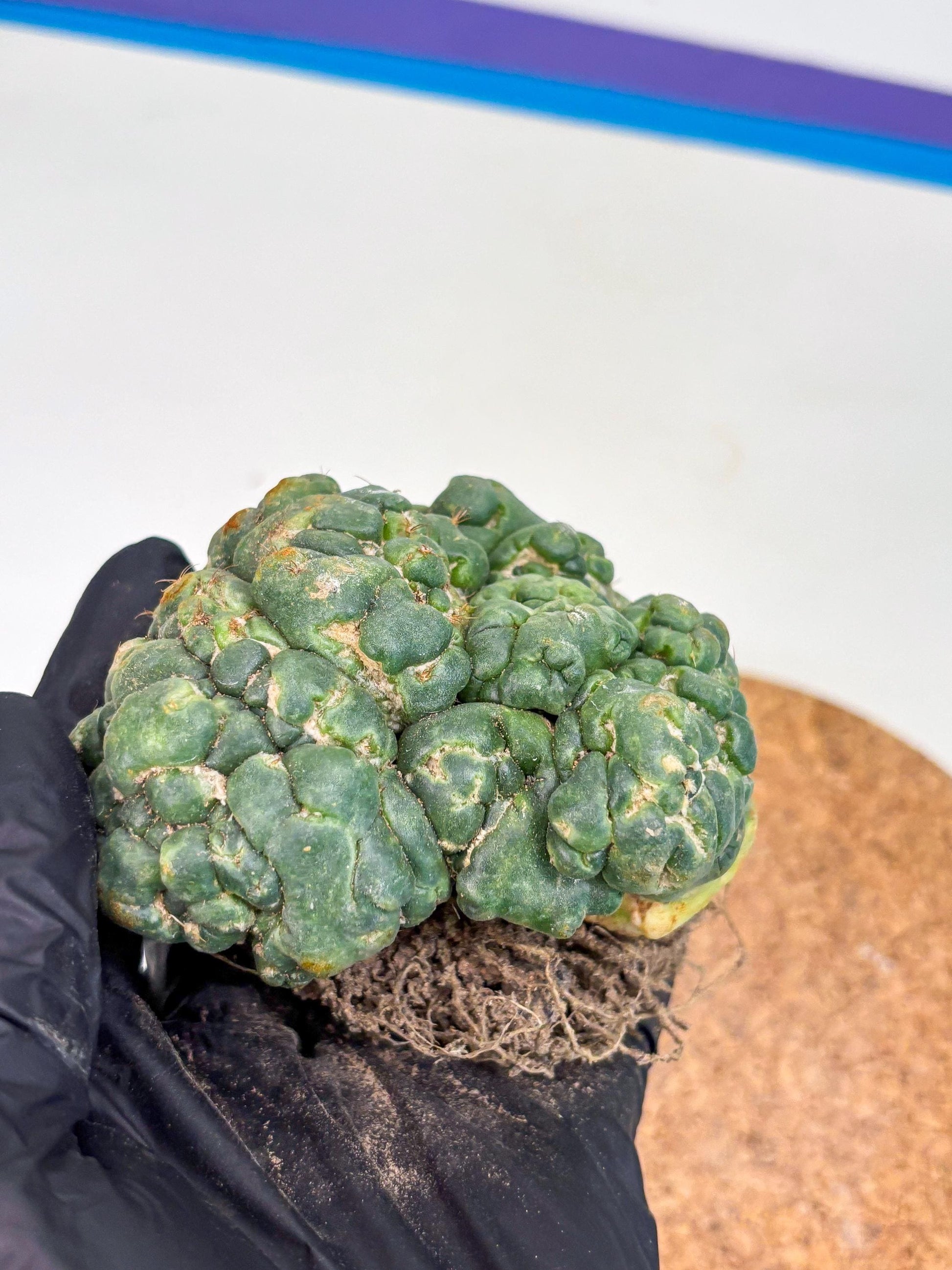 Coryphantha Elephantidens Cristata (p) | Rare Cactus