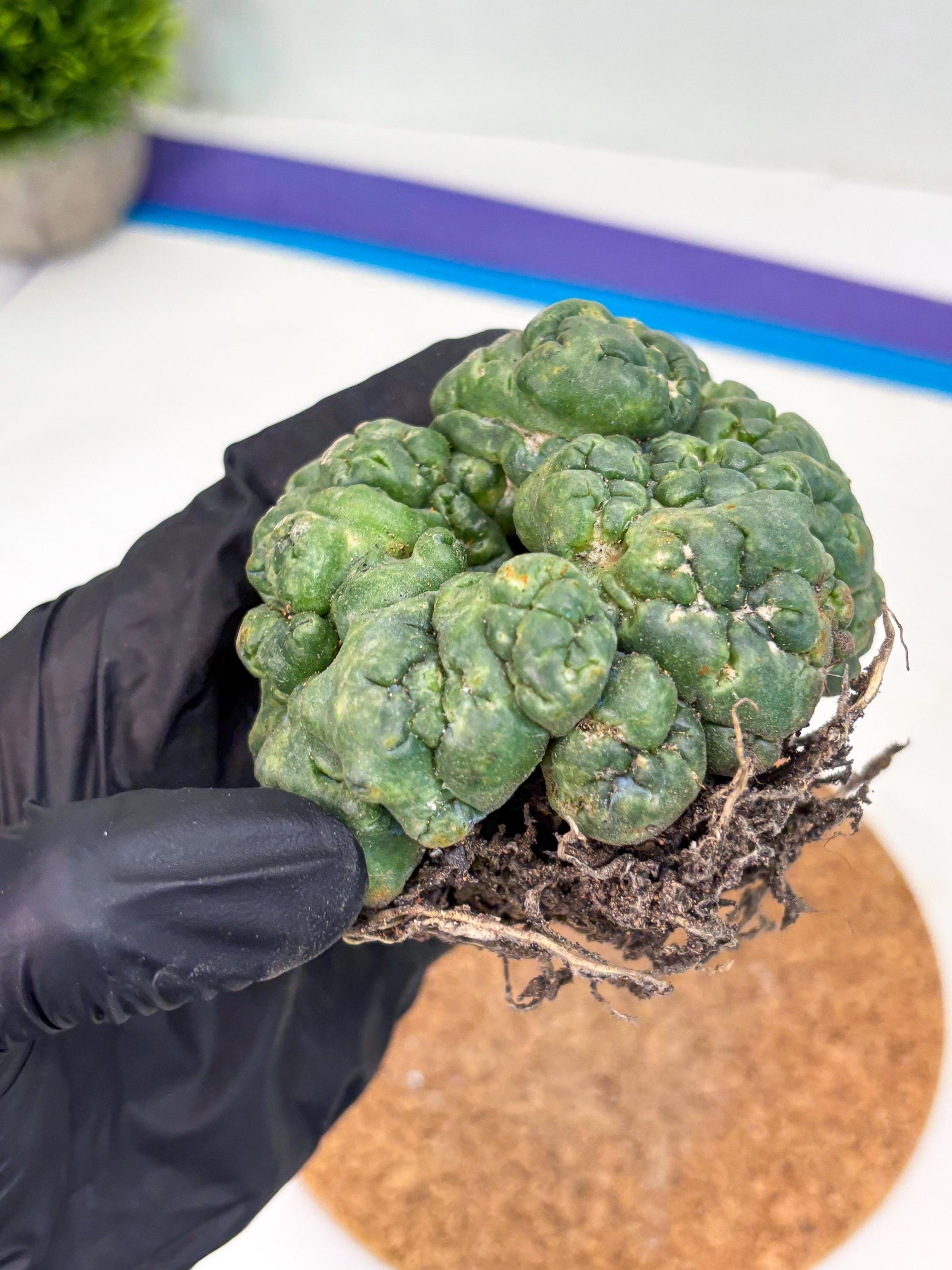 Coryphantha Elephantidens Cristata (y) | Rare Cactus