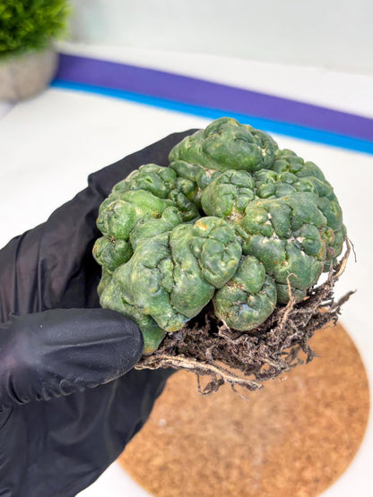 Coryphantha Elephantidens Cristata (y) | Rare Cactus