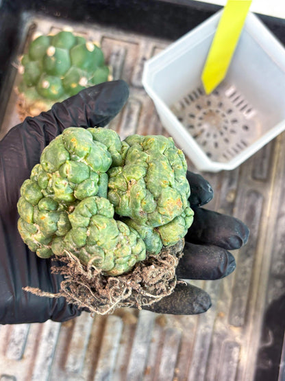 Coryphantha Elephantidens Cristata (y) | Rare Cactus