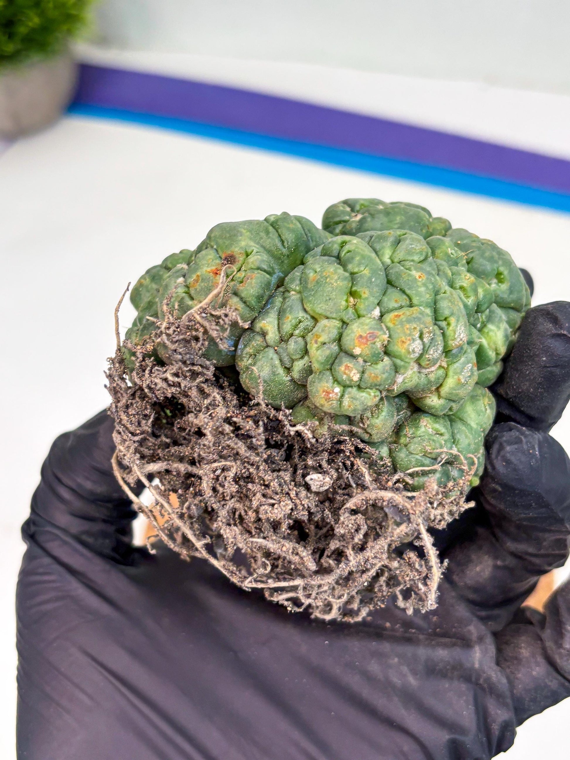 Coryphantha Elephantidens Cristata (y) | Rare Cactus