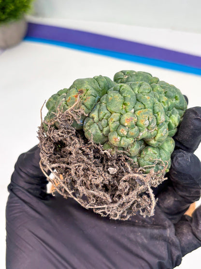 Coryphantha Elephantidens Cristata (y) | Rare Cactus