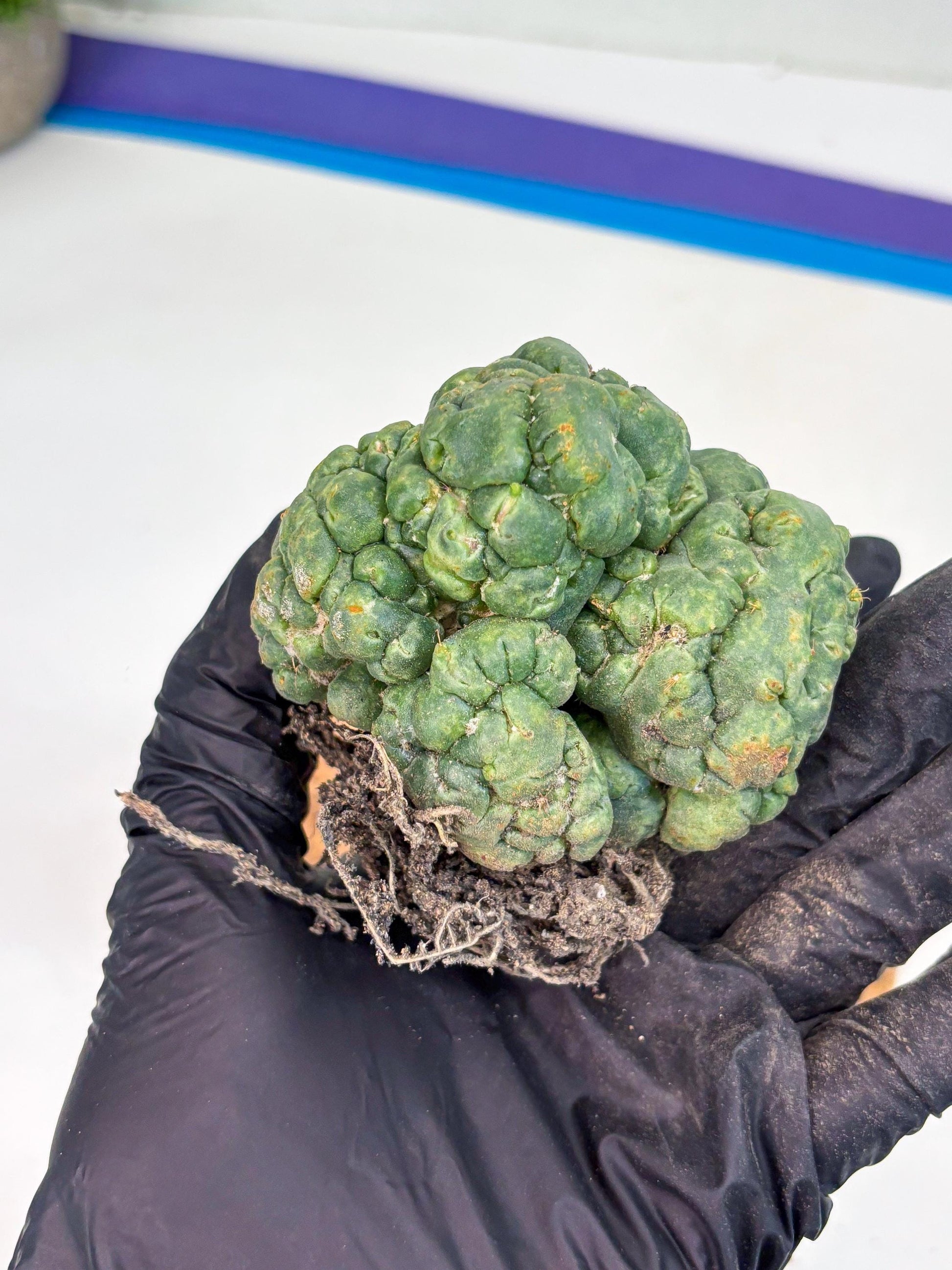 Coryphantha Elephantidens Cristata (y) | Rare Cactus