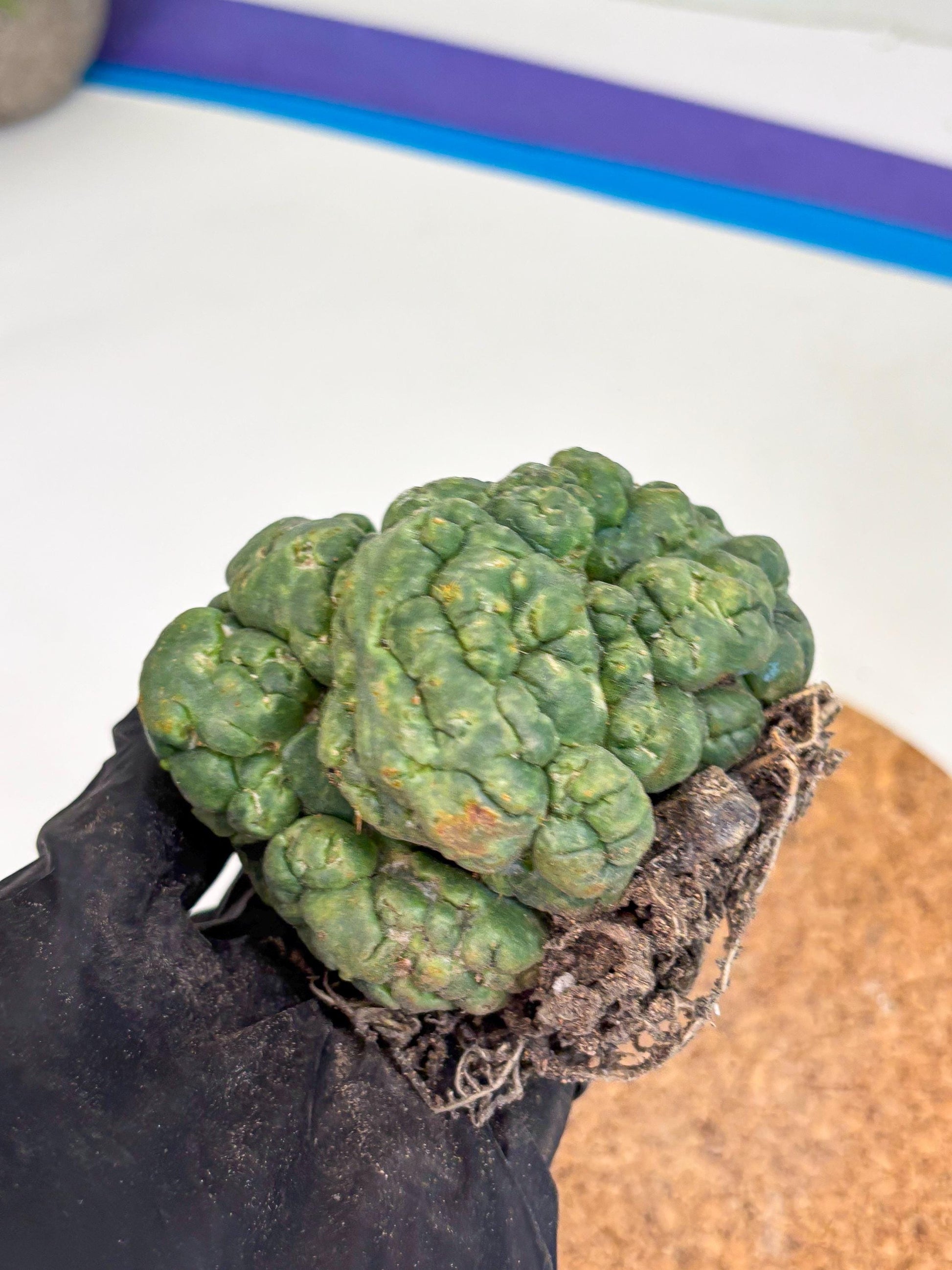 Coryphantha Elephantidens Cristata (y) | Rare Cactus