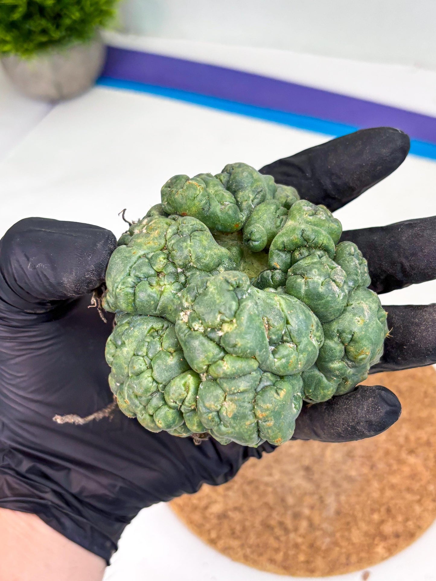 Coryphantha Elephantidens Cristata (y) | Rare Cactus