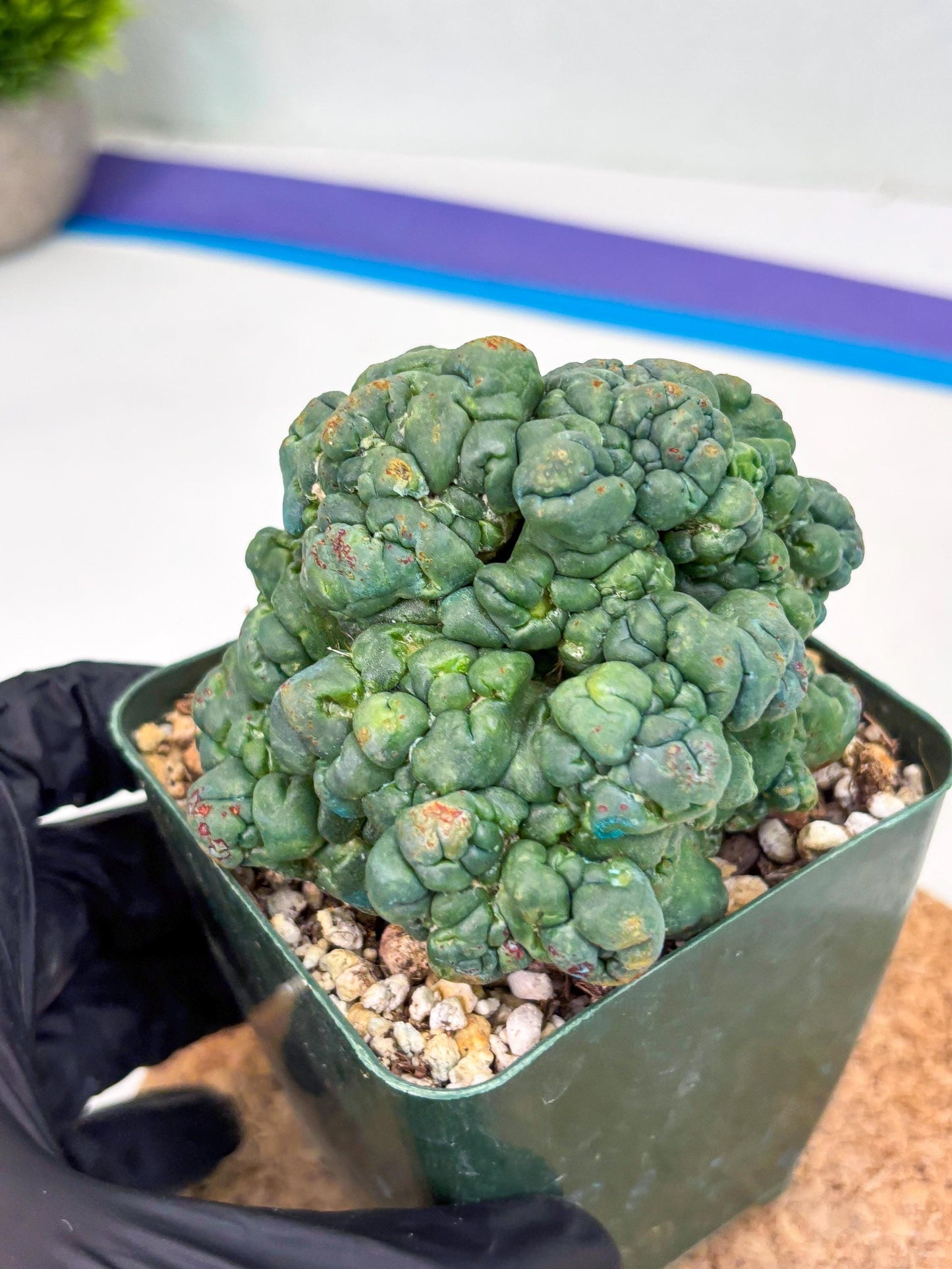 Coryphantha Elephantidens Cristata (r) | Discounted