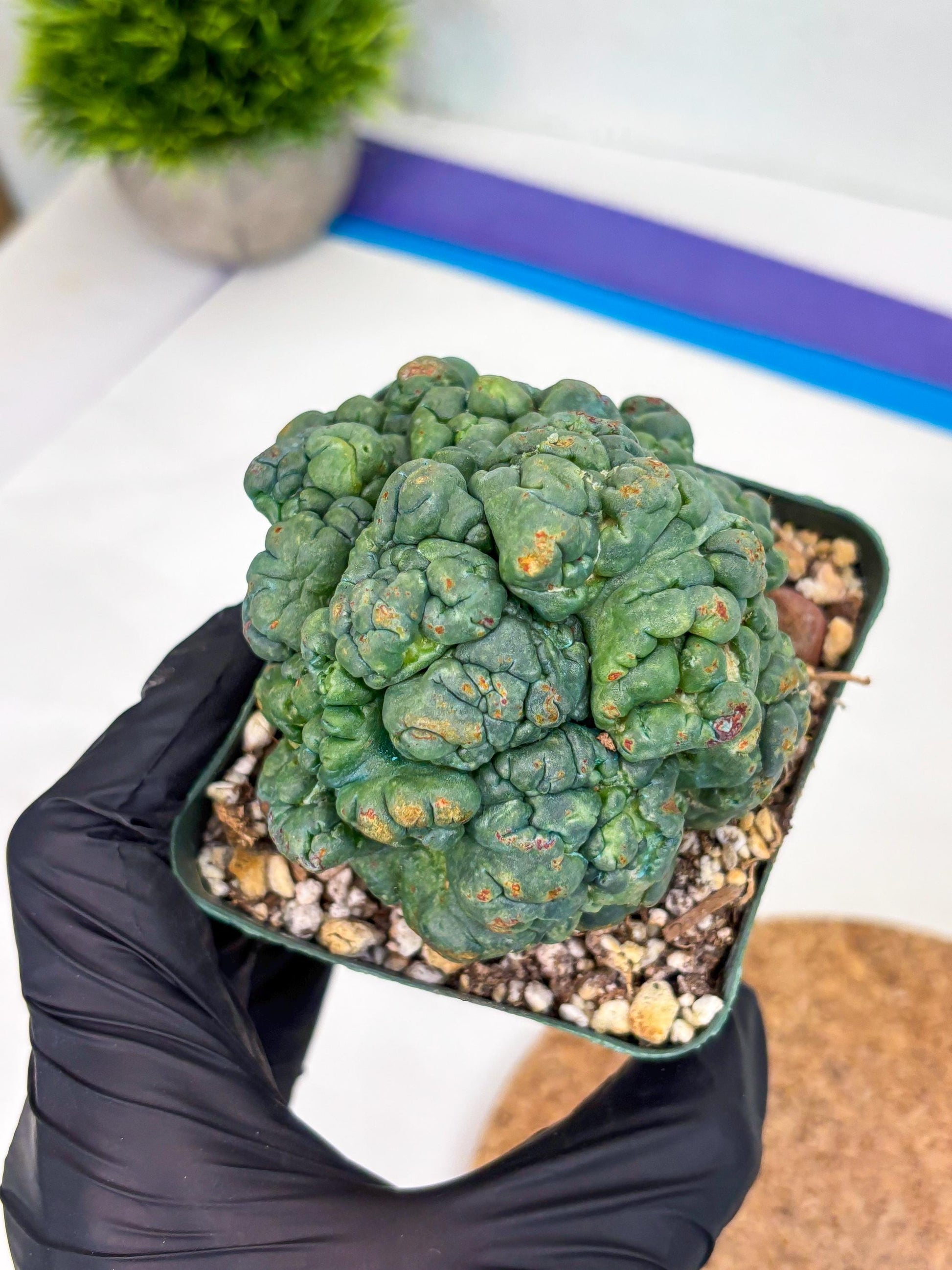 Coryphantha Elephantidens Cristata (r) | Discounted